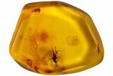 Detailed Fossil Cricket (Orthoptera) In Baltic Amber #183560-2